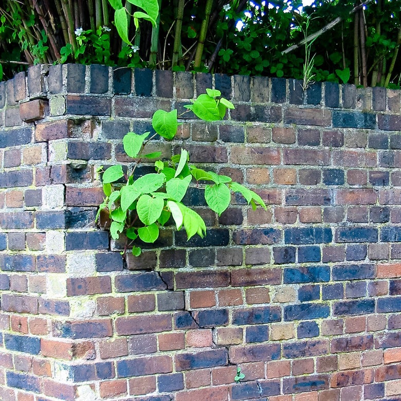 Knotweed growing out of a brick wall.