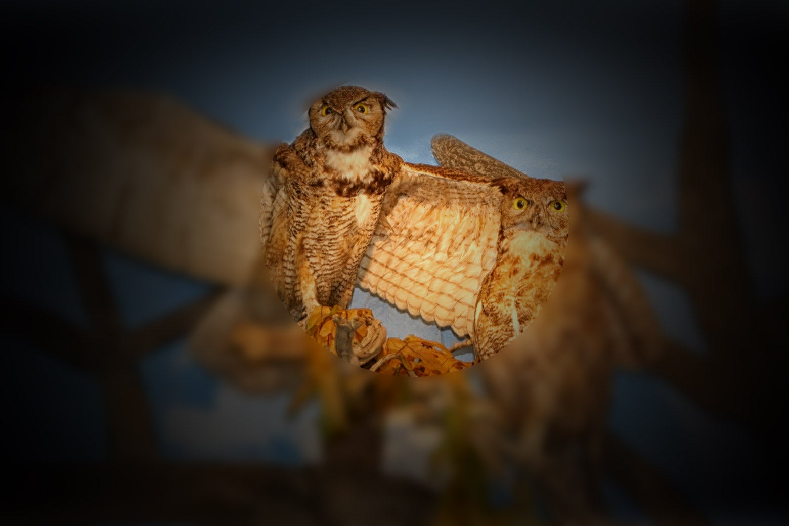 Two owl heads on display at a museum, with a vignette effect around them that creates a sense of tunnel vision.