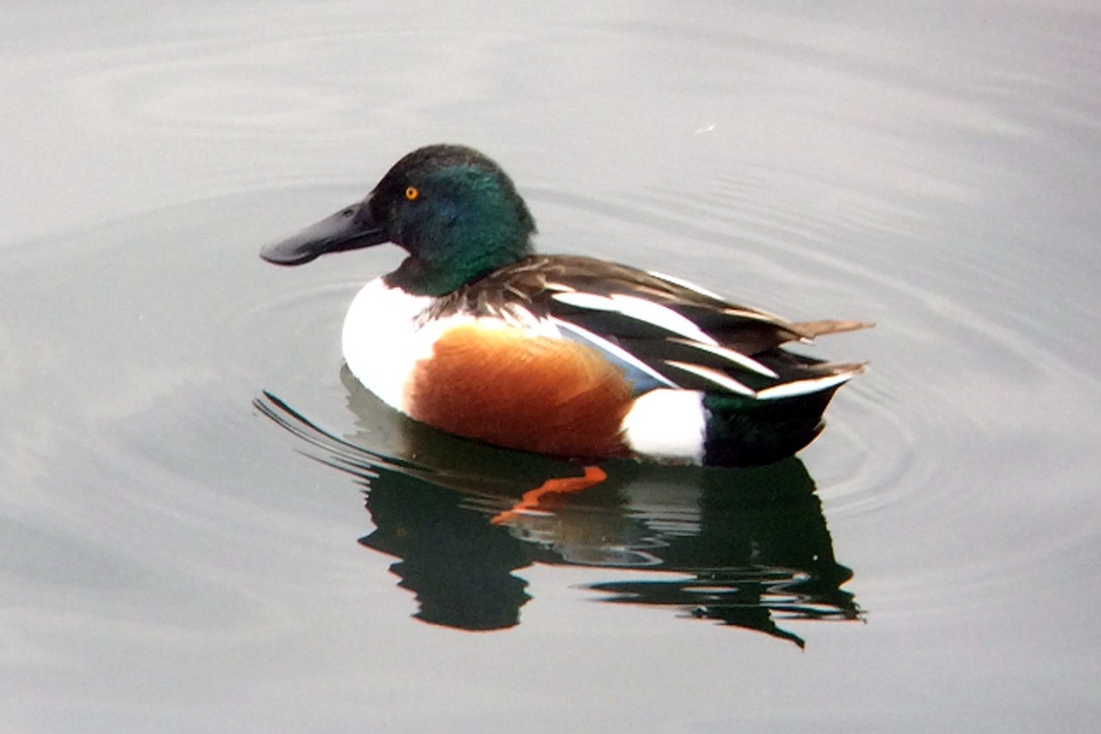 A northern shoveler duck on the water.