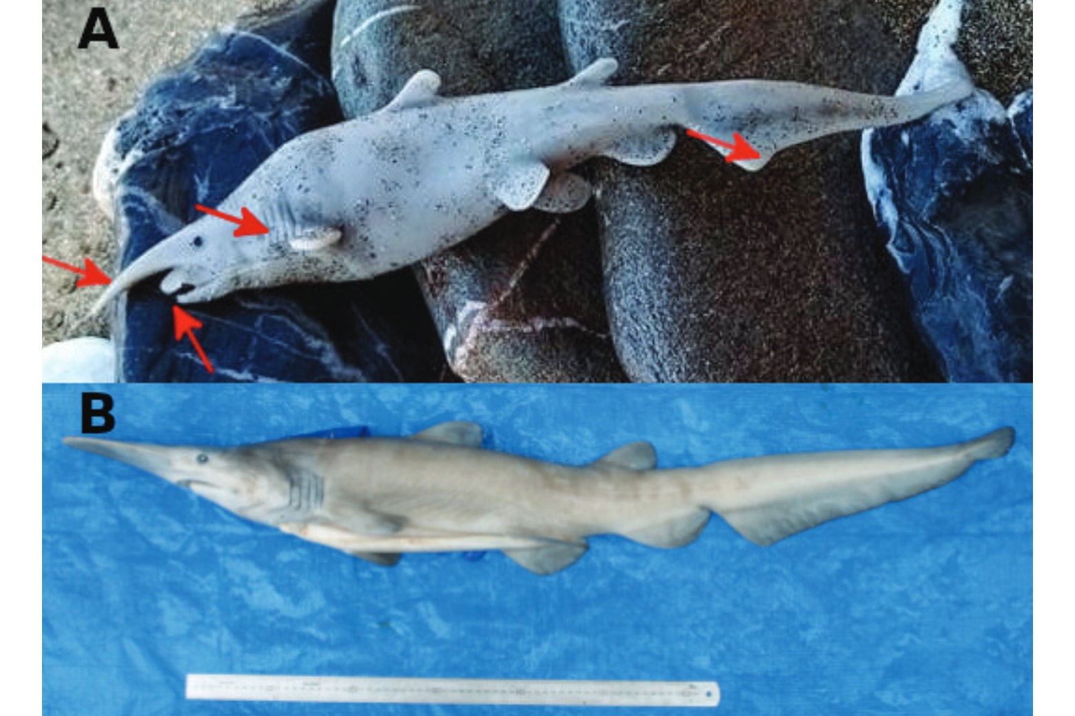 An alleged goblin shark specimen, top, and a verified goblin shark specimen, bottom.