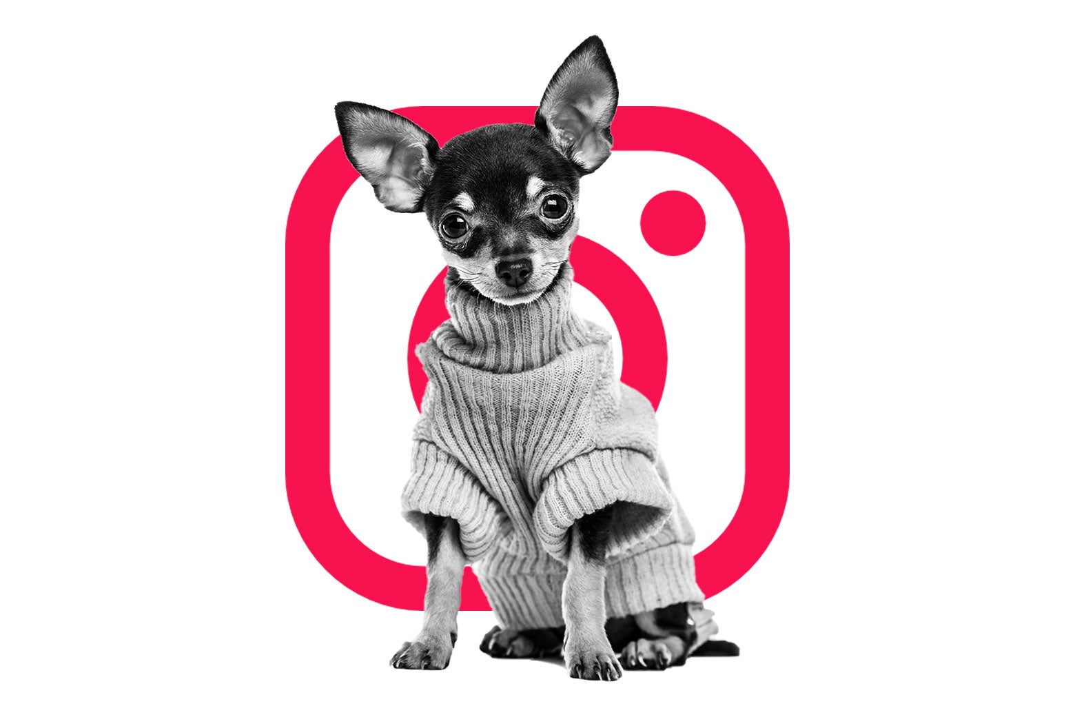 A cute puppy in front of the instagram logo