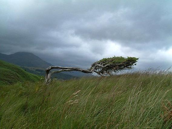 The strong winds found at high altitudes can bend and break trees.