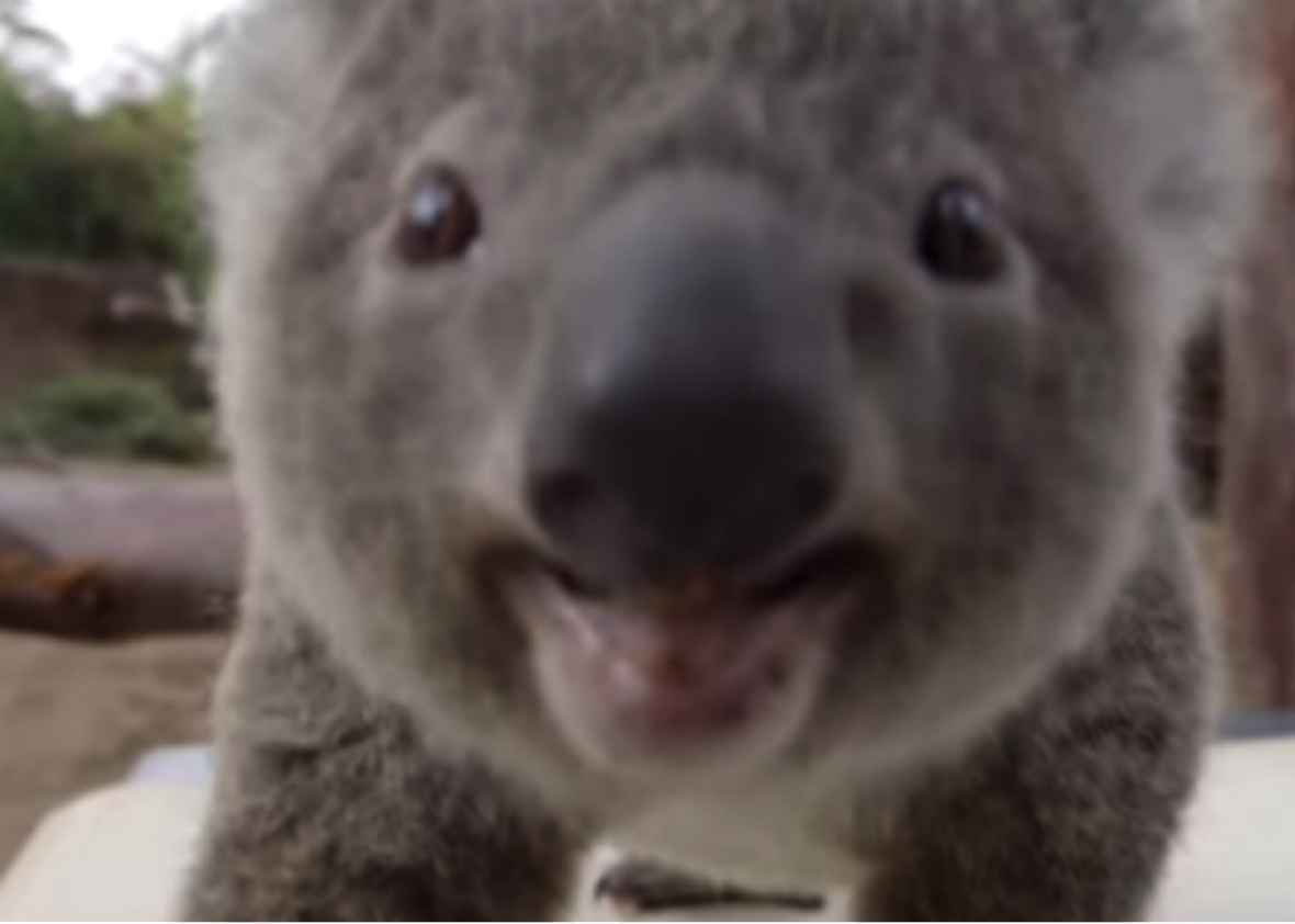 Baby koala weigh-in: San Diego Zoo joey Koalacam check-up gives cute koala  a weigh-in (VIDEO).