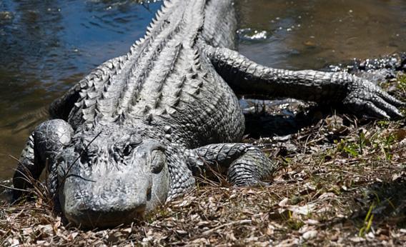 Why Do Alligators Attack Humans?
