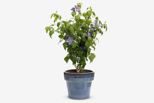 Blue Chiffon Rose of Sharon (Hibiscus) Live Shrub.