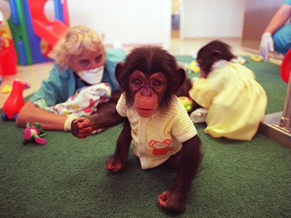 Third generation baby chimps from the original space research monkeys inside the nursery at the Coulston Research Center, New Mexico, September 1997