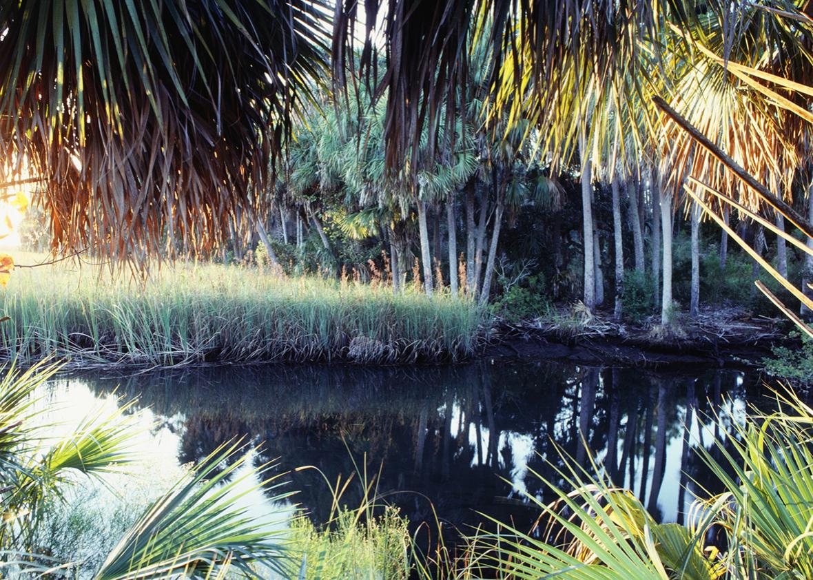 Everglades, Florida.