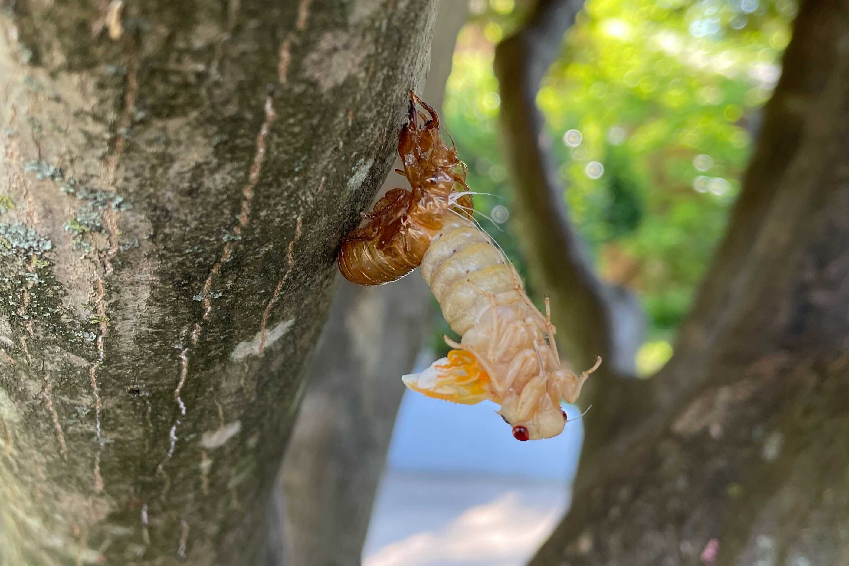a cicada emerges from its shell
