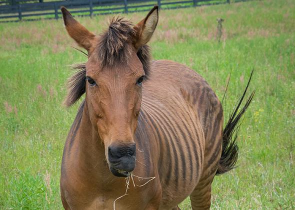 A zorse, a hybrid of a horse and zebra.