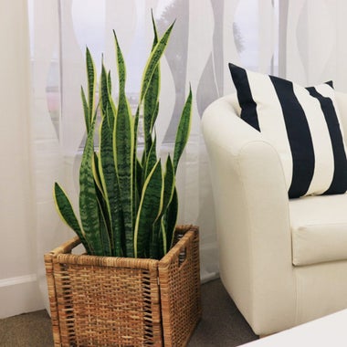 Costa Farms Premium Live Indoor Snake Plant.