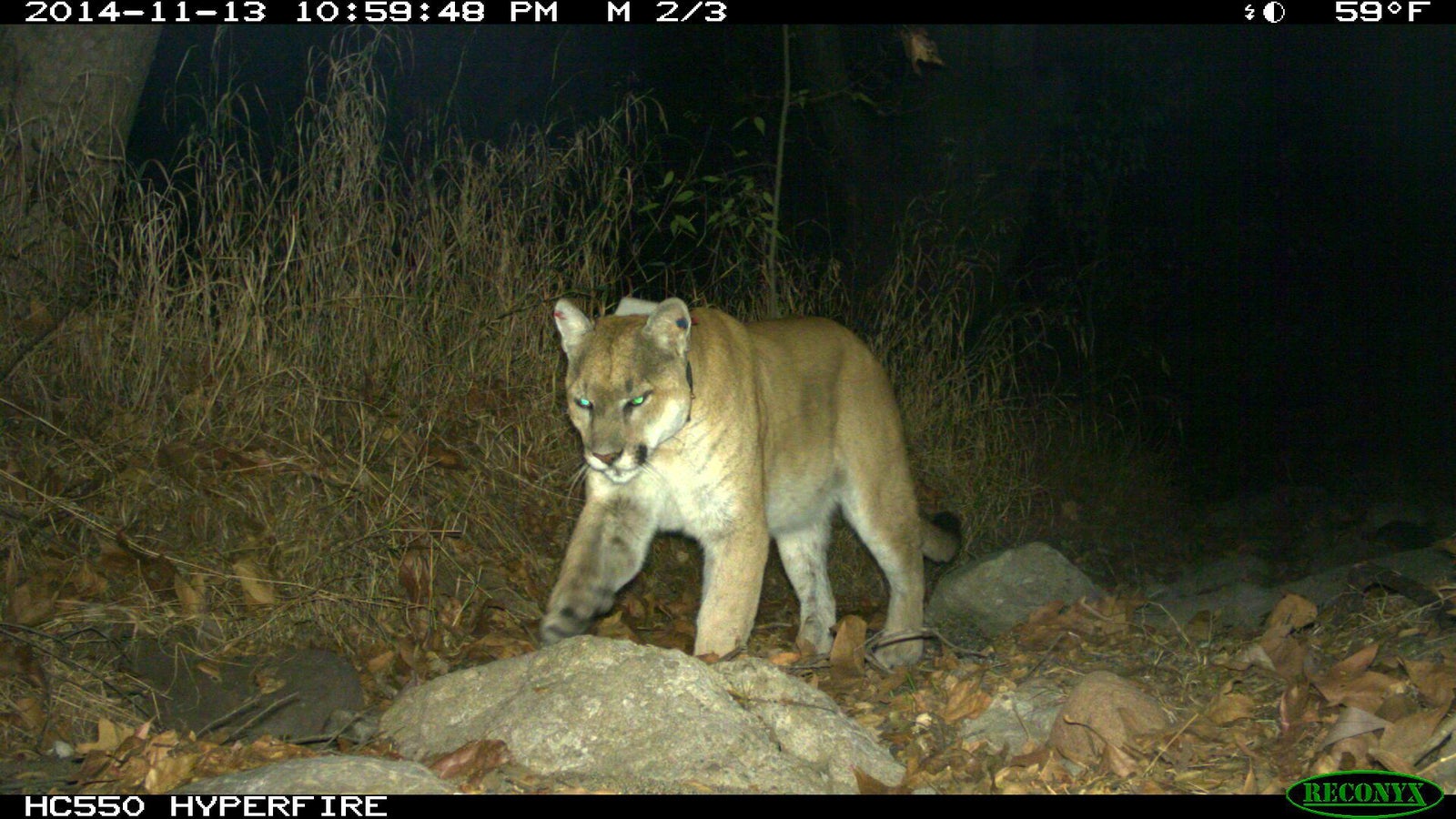 Mountain Lion P-22 In Griffith Park: The Media Hassled Cougar In Crawl 