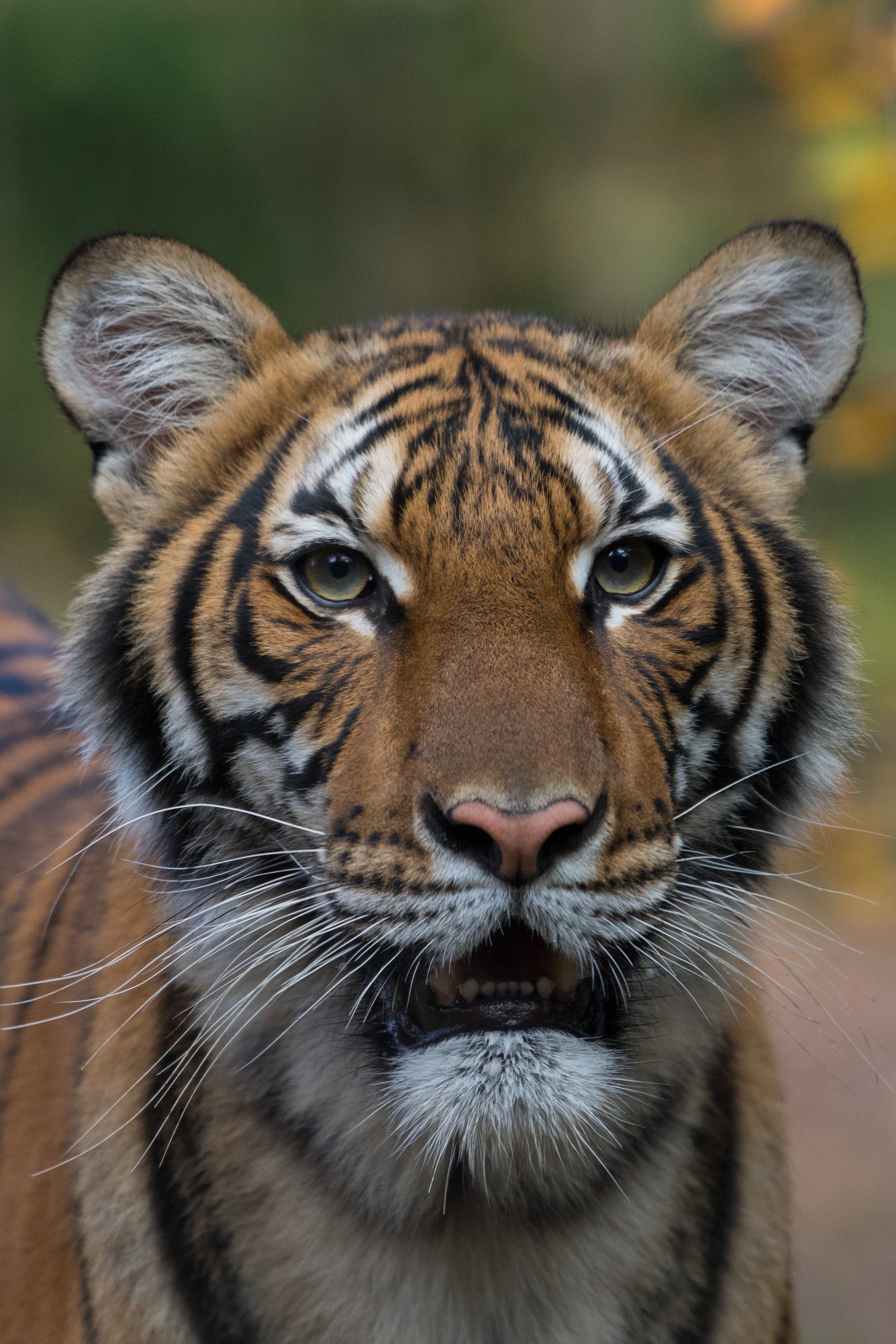 Bronx Zoo Tiger Is First Of Its Kind To Test Positive For Coronavirus   3c5e71f1 D682 4b00 B734 3dedf135e883 