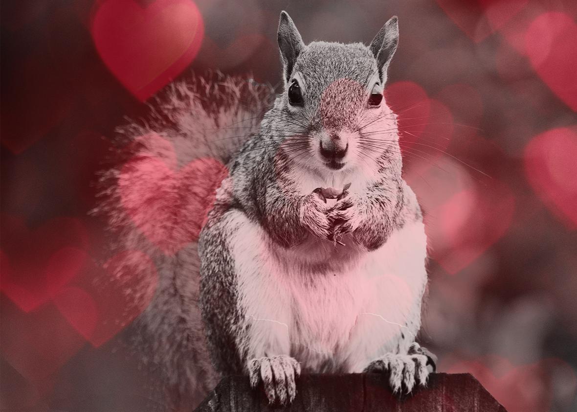 Squirrel love. 