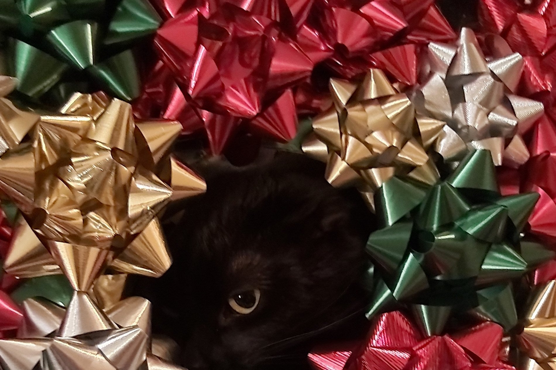 A black cat in a bow wreath!