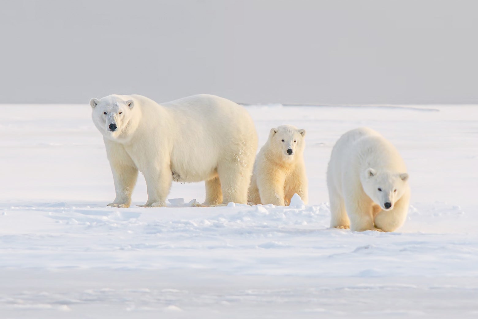 Three polar bears stand together in the arctic snow.