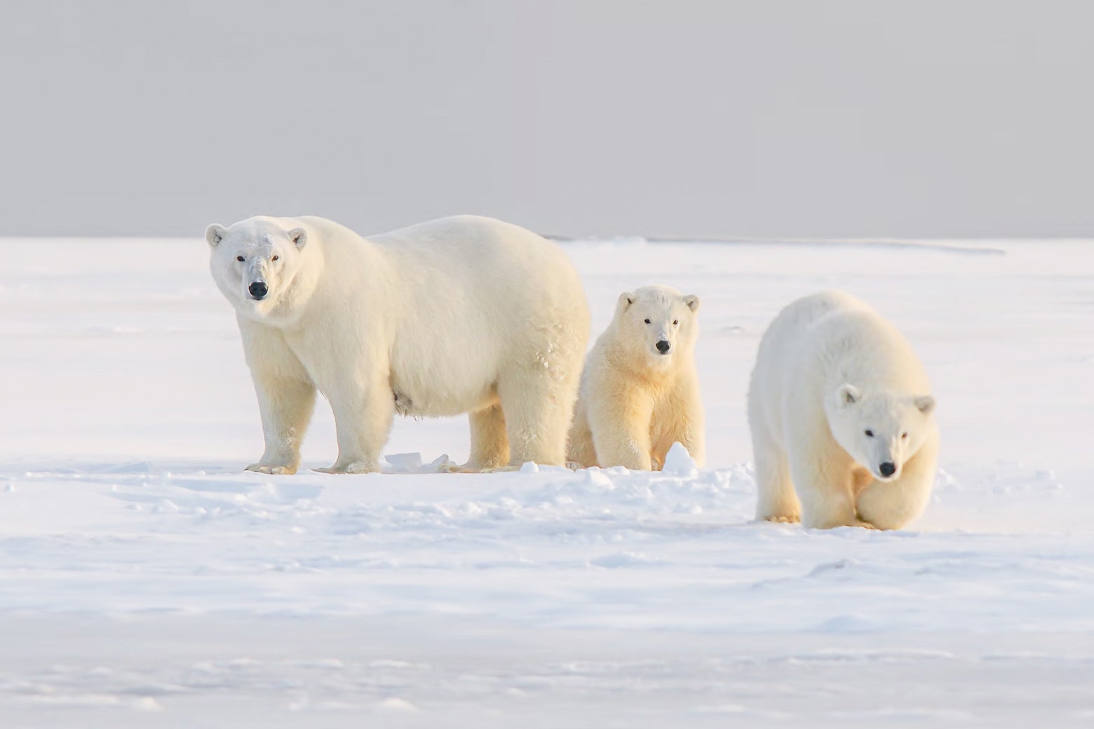 Willow drilling: How will it affect polar bears? - Vimarsana News