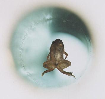 A live frog levitates.