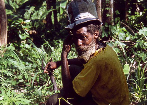 Rastafarian in a field of marijuana plants, Blue Mountains, Jamaica, June 2005.