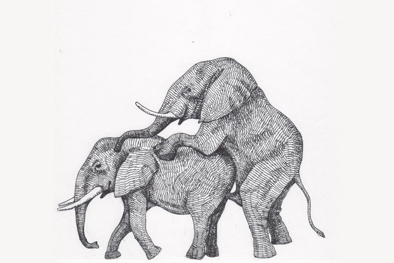 Elephants doin' it.