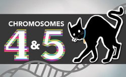 Chromosomes 4 & 5