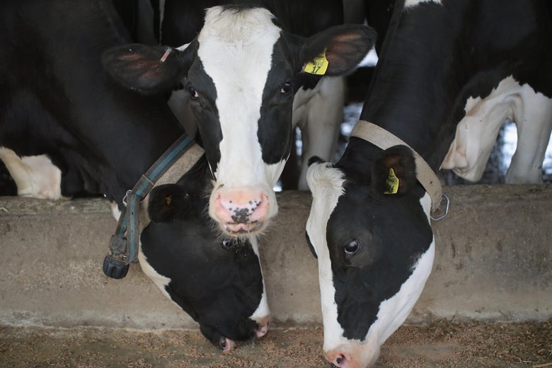 CAMBRIDGE, WI - APRIL 25:  Cows eat before being milked on Hinchley's Dairy Farm on April 25, 2017 near Cambridge, Wisconsin. President Donald Trump today tweeted 'Canada has made business for our dairy farmers in Wisconsin and other border states very difficult. We will not stand for this.'  (Photo by Scott Olson/Getty Images)