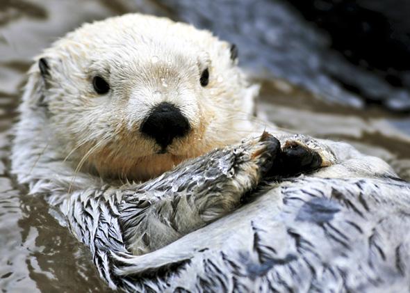 Artic Sea Otter