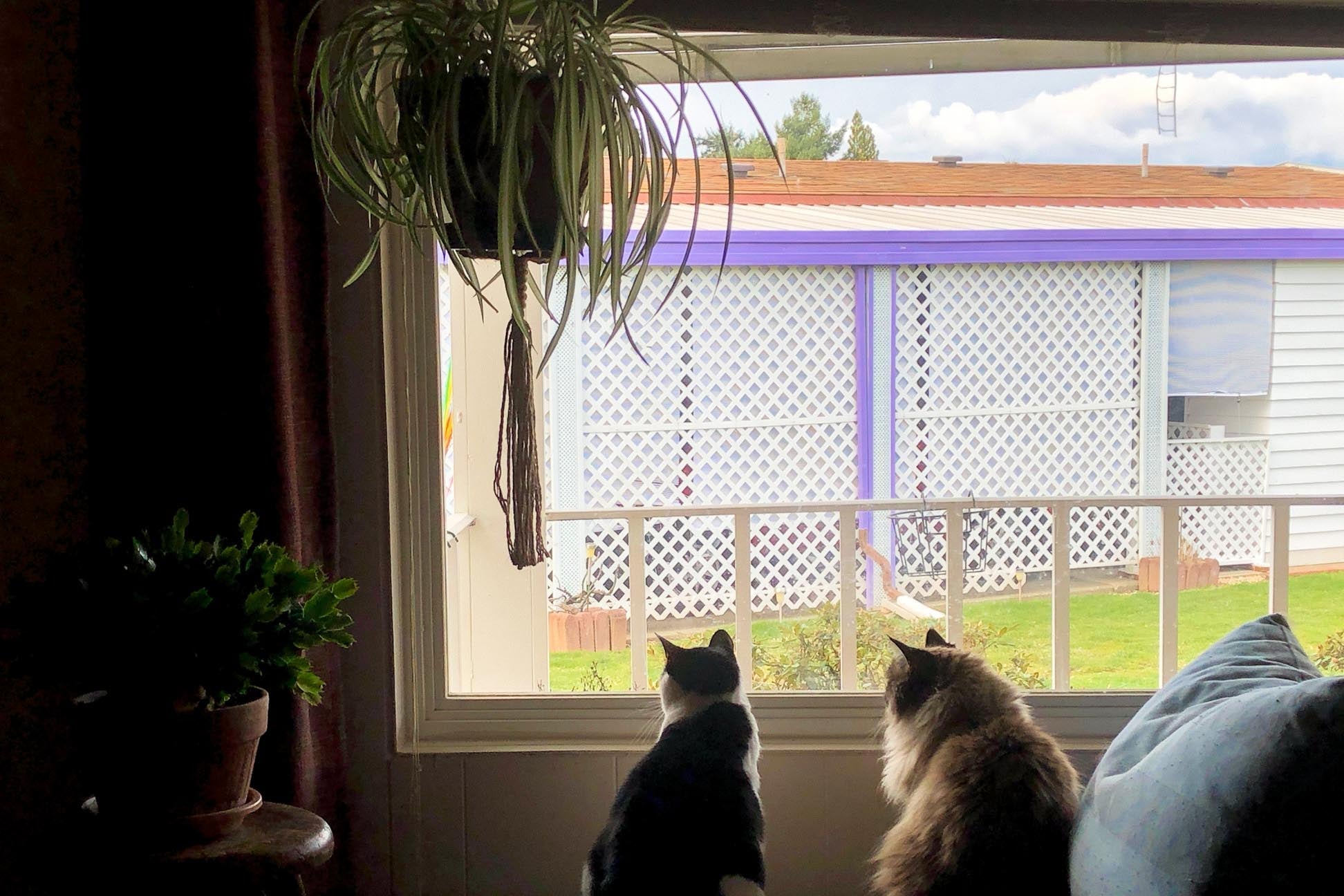 Two cats looking out a window.