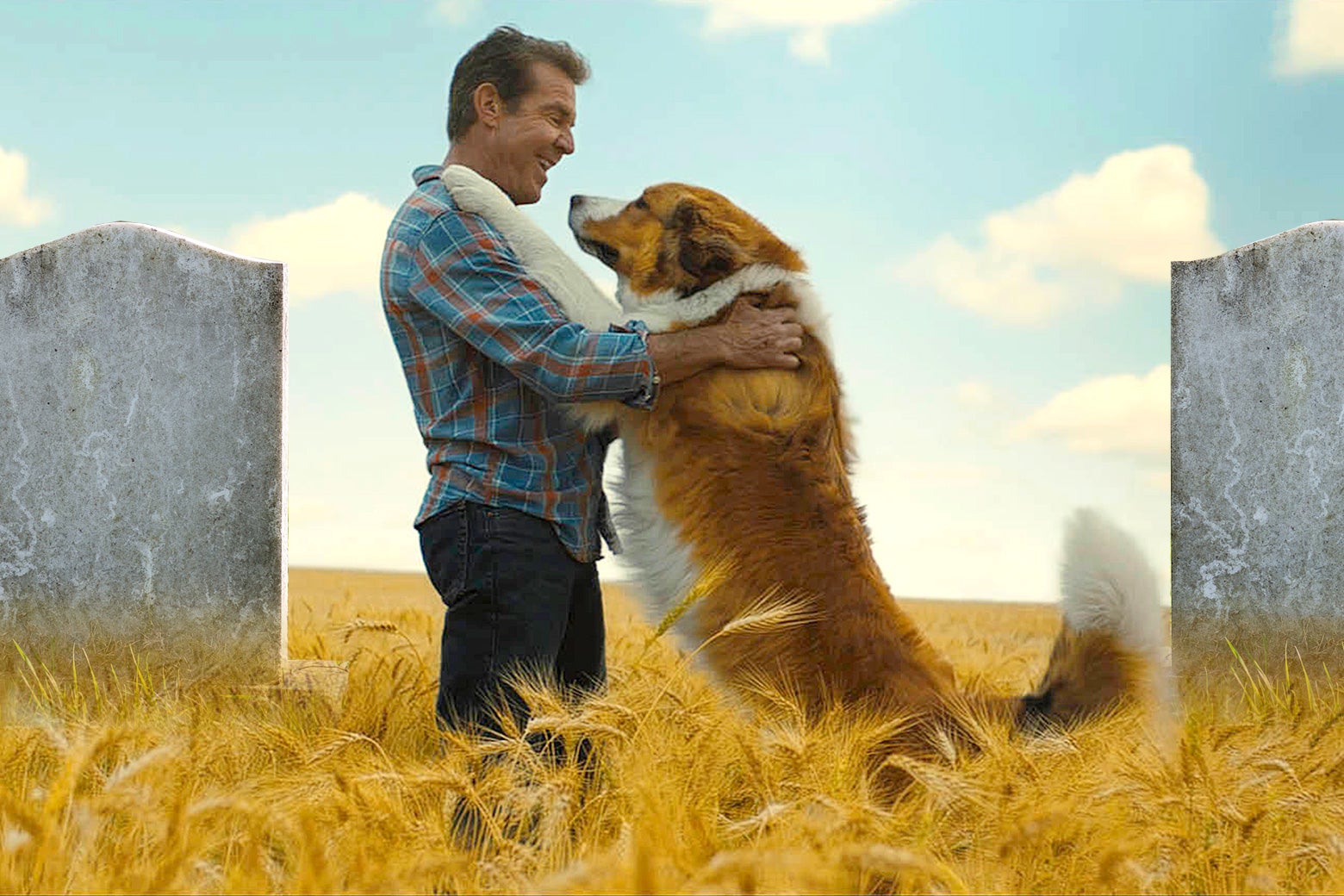 a dogs purpose dog video