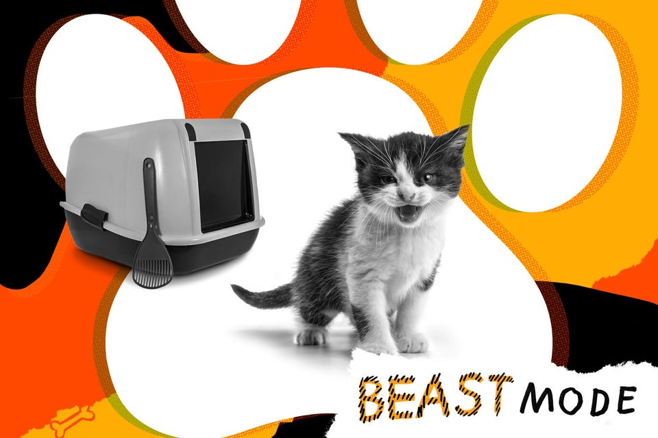 My kitten won’t use her litter box pet advice from Beast Mode.