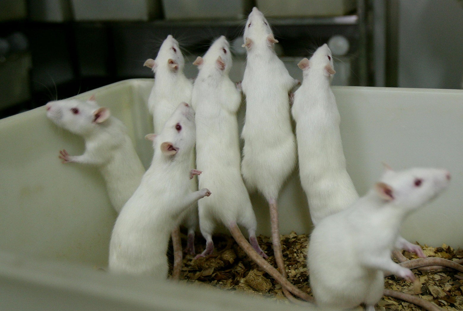 Rat Robot Beats on Live Rats to Make Them Depressed - IEEE Spectrum