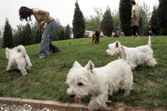 Dog lovers play with their pets at a dog theme park in Beijing May 20, 2006.