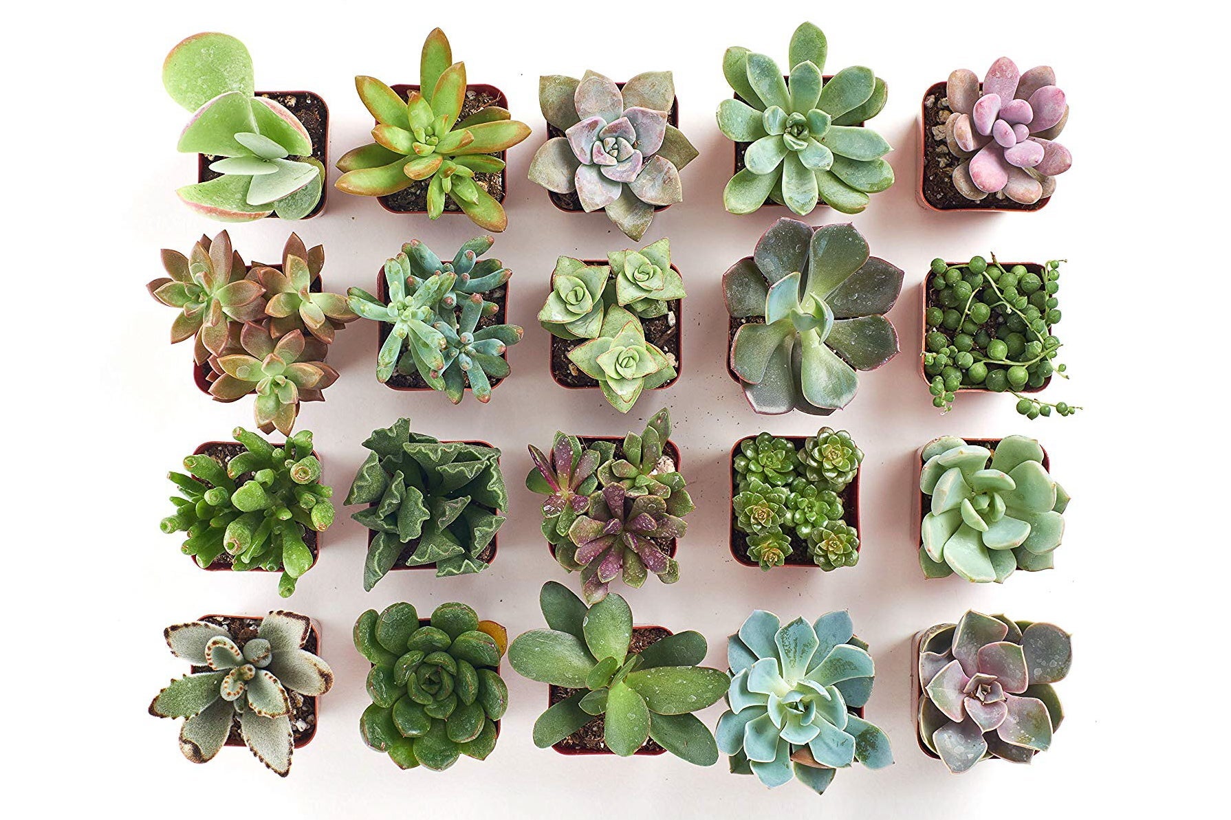 Shop Succulents Variety Pack