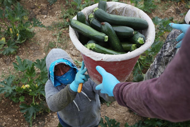 A man in a hoodie, face mask, and gloves hands over a bucket of zucchini to gloved hands. He's standing in a field beside zucchini plants.