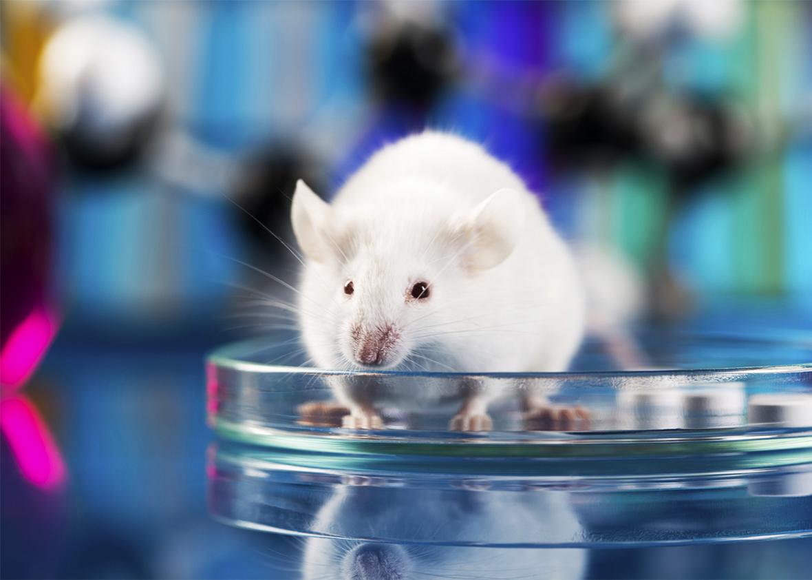 The Animal Welfare Act may be 50, but it's still ignoring some of the most  important lab animals.