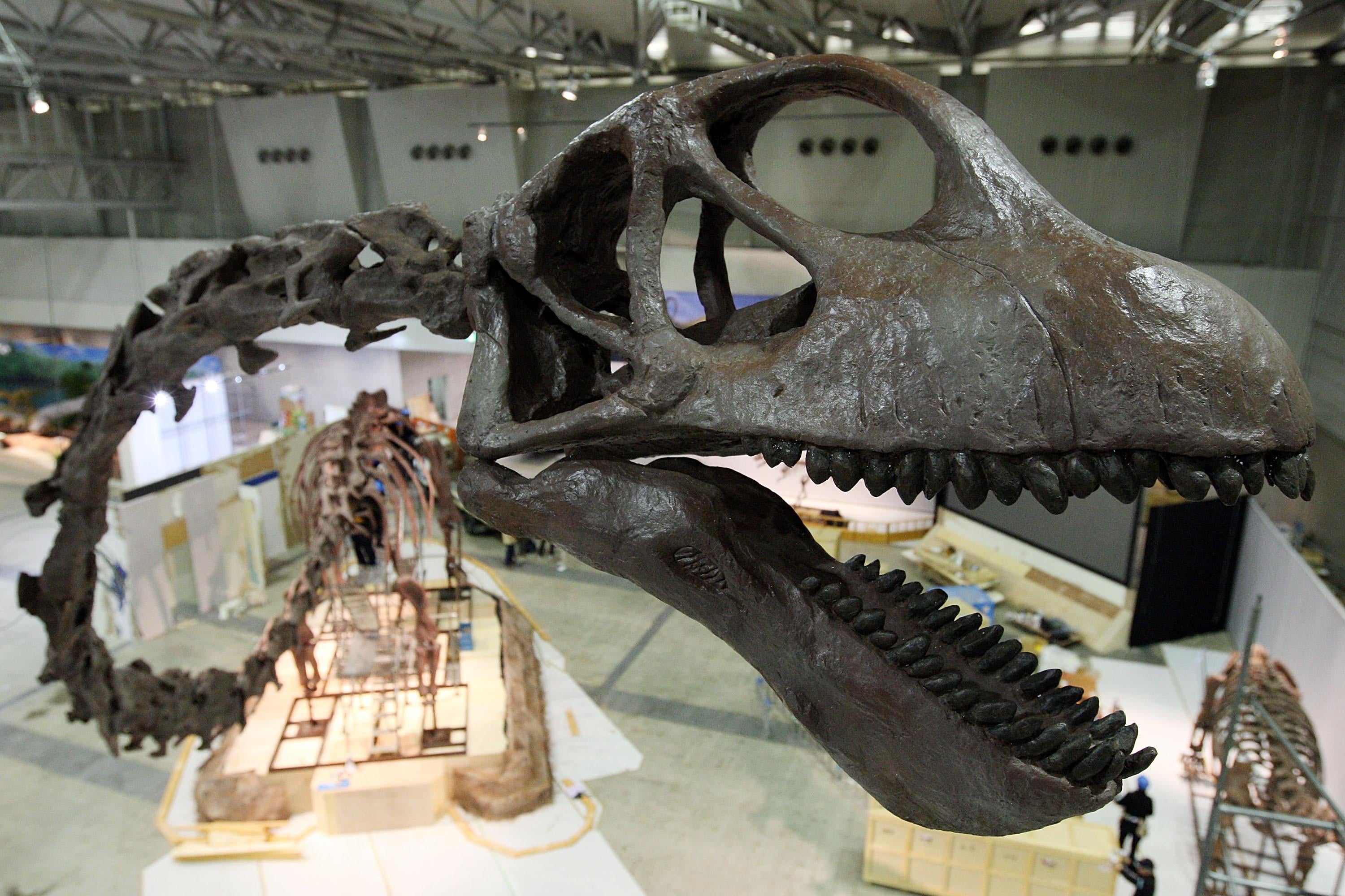Whales or dinosaurs: What are the biggest, heaviest, longest animals ever? Whales or dinosaurs: What are the biggest, heaviest, longest animals ever?