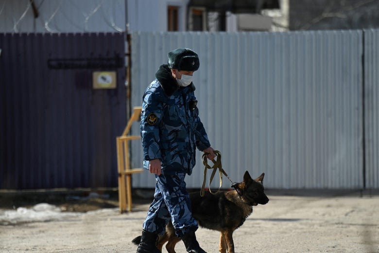Russian police handler wearing a face mask patrols the entrance to the penal colony N2, where Kremlin critic Alexei Navalny has been transferred to serve a two-and-a-half year prison term for violating parole, in the town of Pokrov on April 6, 2021.
