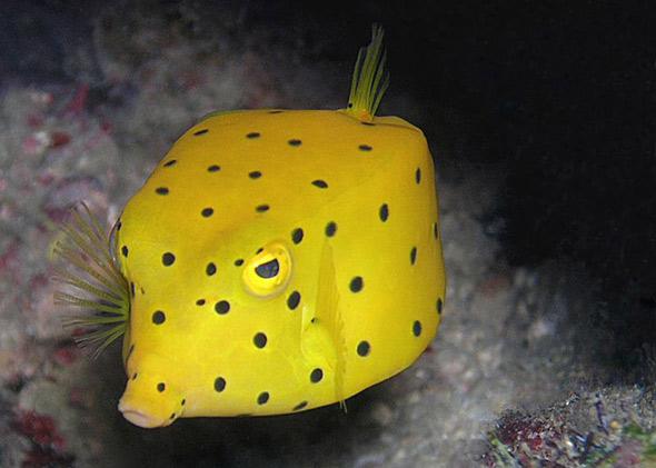 Yellow Boxfish.