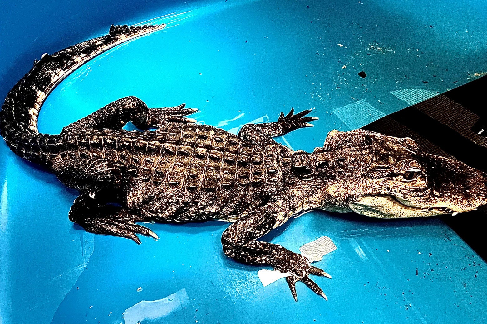 An emaciated alligator in a blue pool.