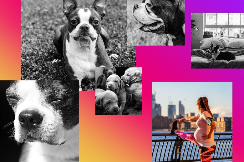 Collage of dogs photos in squares and one image of a pregnant fit woman.