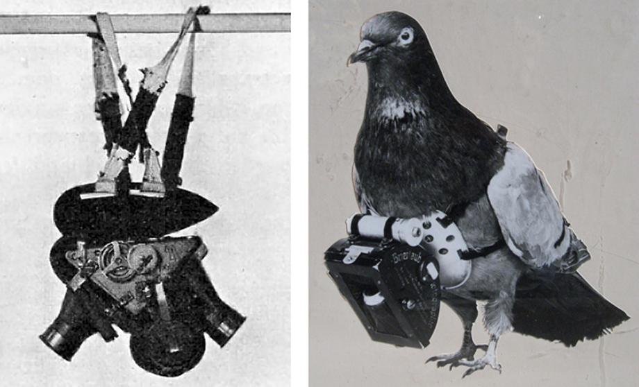 pigeon photography, pigeon cam, Julius Neubronner, World War I, FIrst World War, animal camera, German inventor