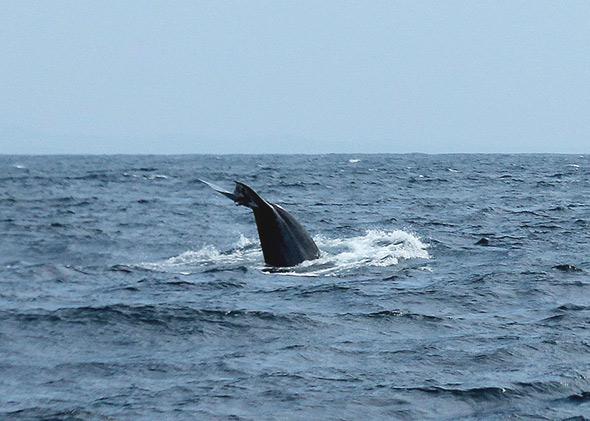 Balaenoptera musculus indica, or blue whale, in the Indian Ocean, Sri Lanka.