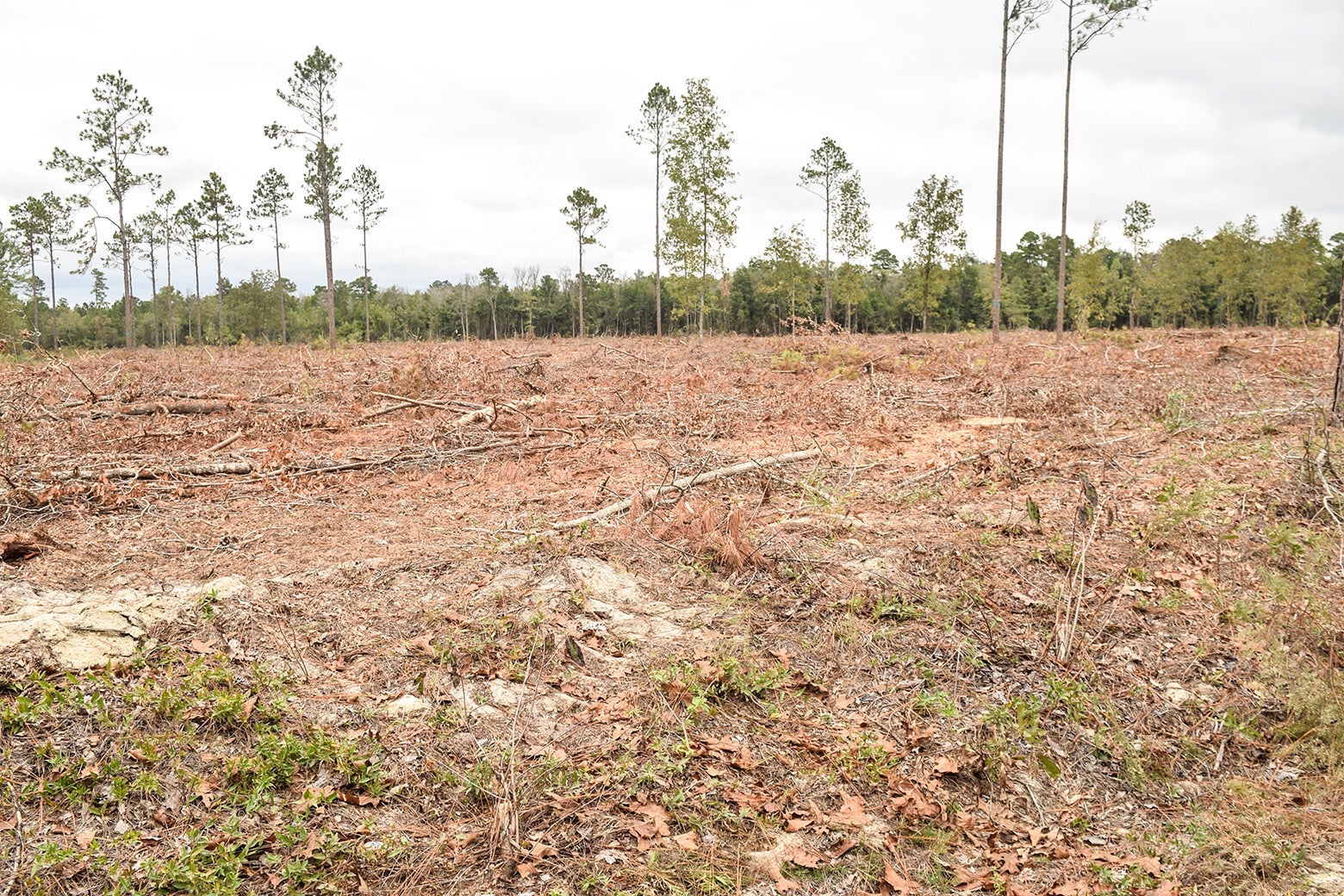 How Burning Wood Pellets in Europe Is Harming the U.S. South