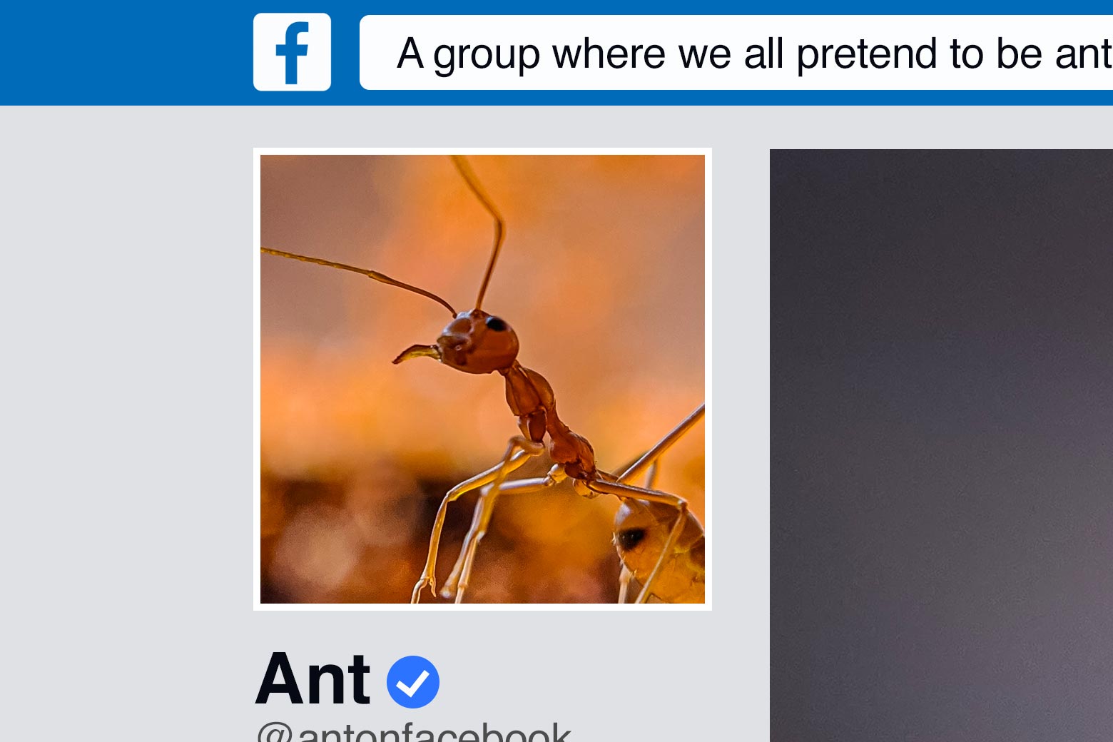 Facebook page of an ant