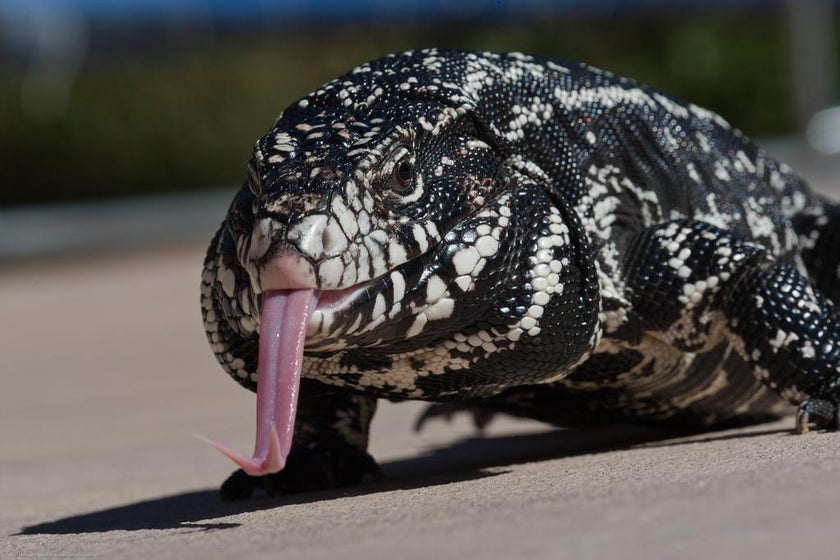 Worst invasive reptiles: Florida’s exotic pythons, anacondas, monitors