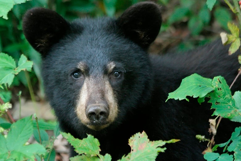 Black bear in the forrest.