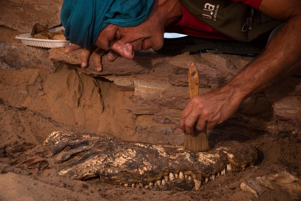 A man with a brush leans closely over the mummified skull of a crocodile that is partially buried in red dirt and rock.