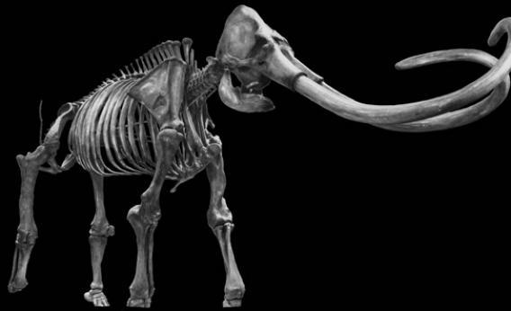 An artist's rendering of an Ice Age mammoth skeleton on display at the Page Museum at the La Brea Tar Pits in Los Angeles