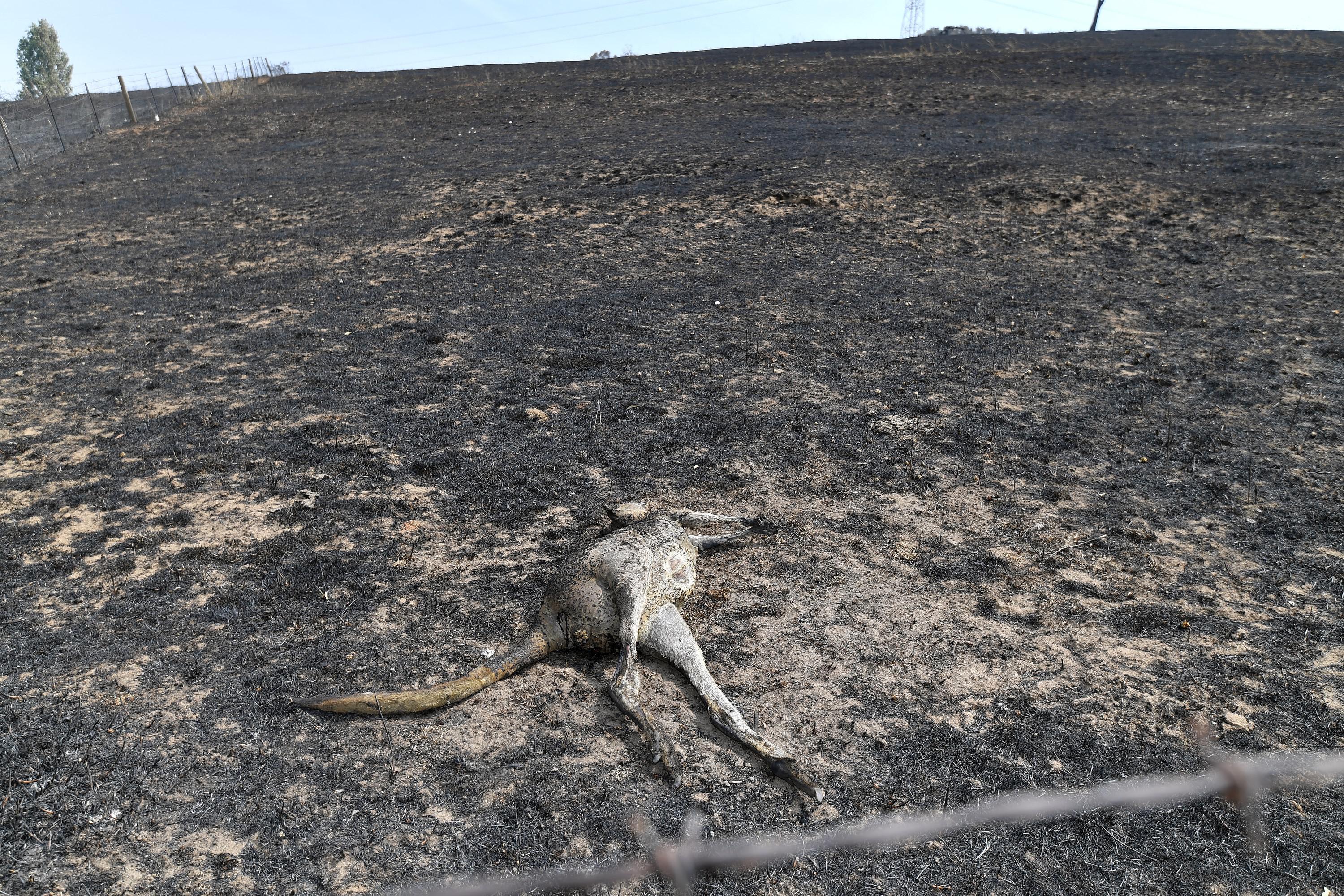 A dead kangaroo is seen on a charred landscape.