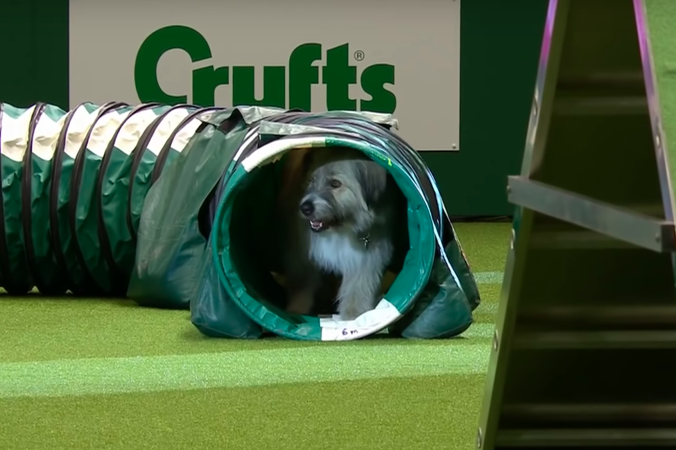 A furry, floppy-eared gray dog sits in a green tube, mouth slightly agape.