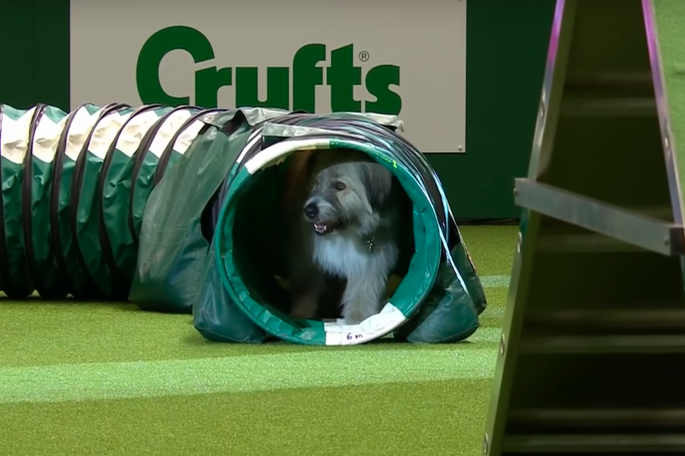 Kratu and Crufts’ agility course An interview with the viral rescue